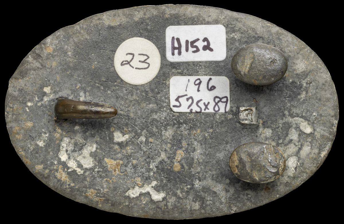 Confederate Oval State Plates — photograph 4 from the original article