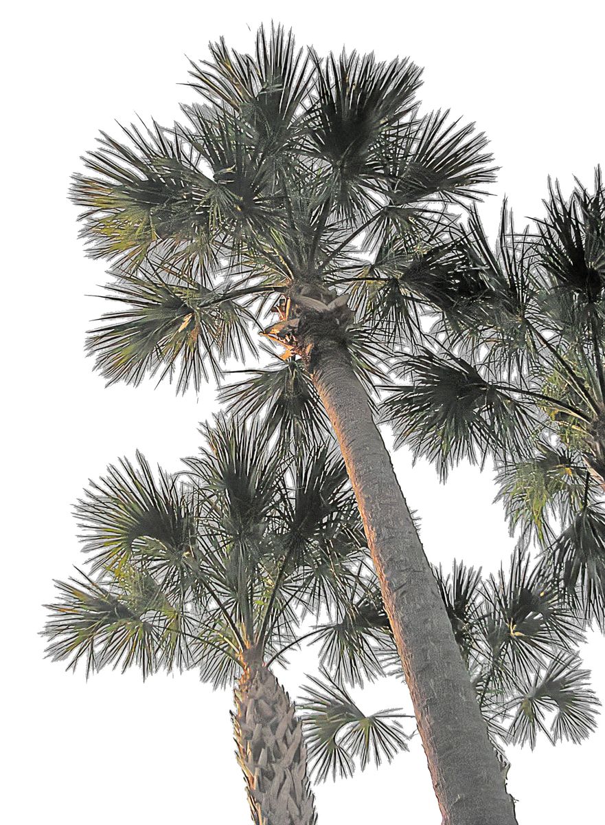 Carolina on My Mind — photograph 5 from the original article